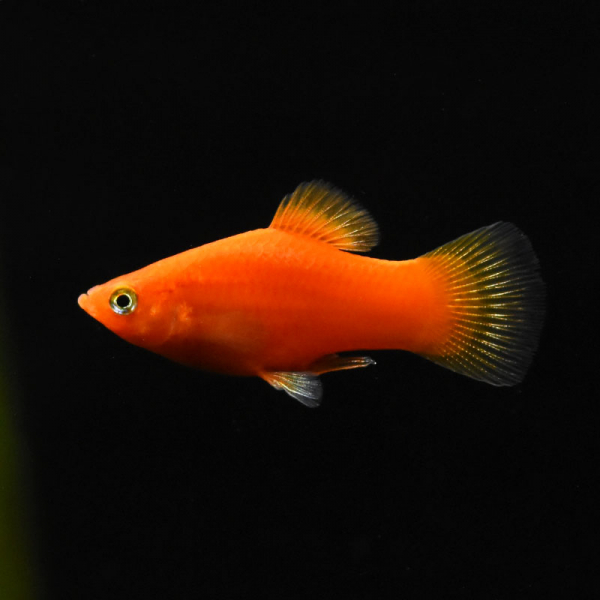 Platy Rot, Xiphophorus maculatus var. red